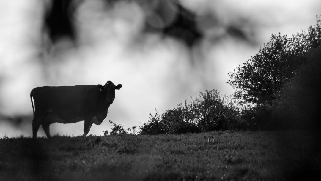 Lettre Bovine – Mai 2025
