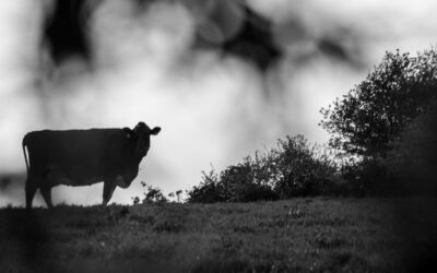 Lettre Bovine – Mai 2025