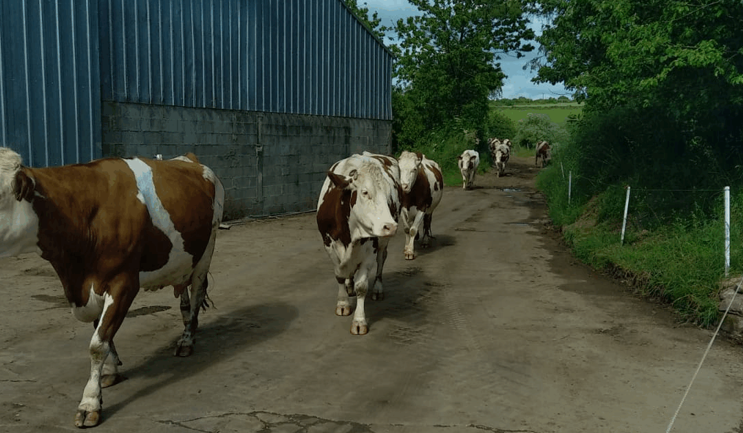 Lettre Bovine – Juin 2025