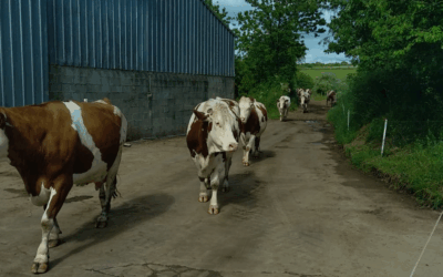 Lettre Bovine – Juin 2025