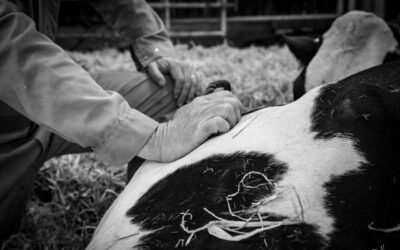 Lettre Bovine – Juillet 2025