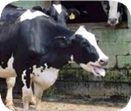 vache chaud