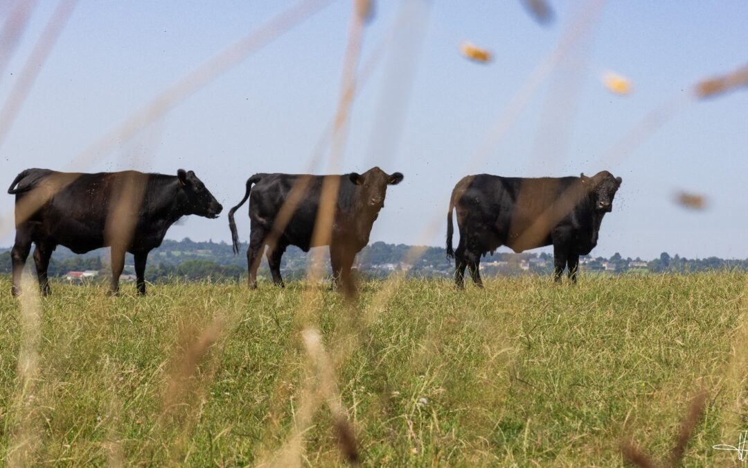 Lettre Bovine – Août 2025