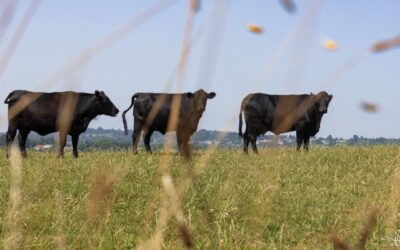 Lettre Bovine – Août 2025
