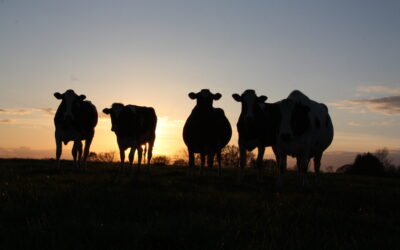 Lettre Bovine – Septembre 2025