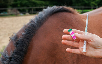 Lettre Equine Octobre 2025