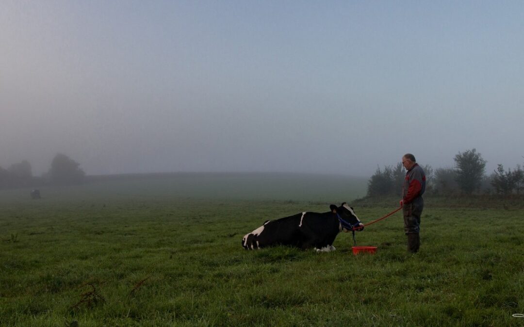 Lettre Bovine – Novembre 2025