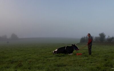 Lettre Bovine – Novembre 2025