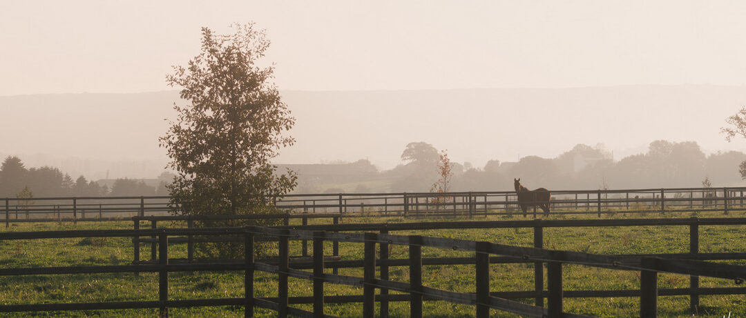 Lettre Equine Novembre 2025