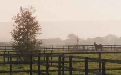 Lettre Equine Novembre 2025