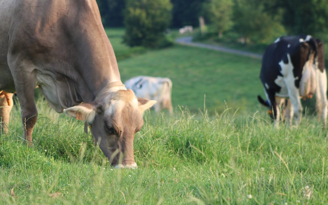 Lettre Bovine – Décembre 2025