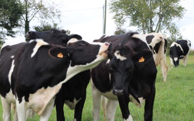 Lettre Bovine – Janvier 2026