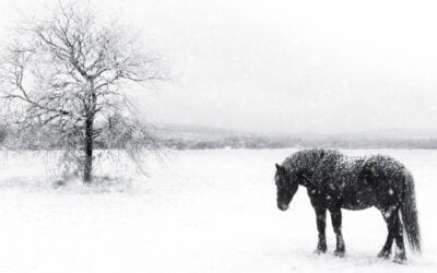 Lettre Equine Janvier 2026