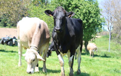 Lettre Bovine – Février 2026