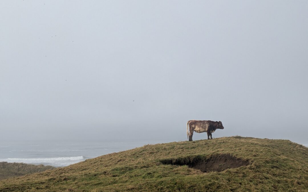 Lettre Bovine – Avril 2026
