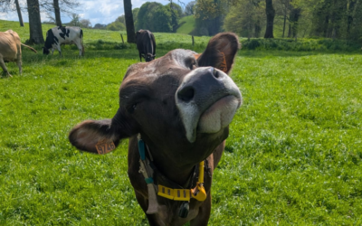 Lettre Bovine – Mai 2026