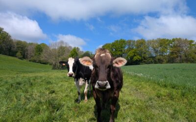 Lettre Bovine – Juin 2026
