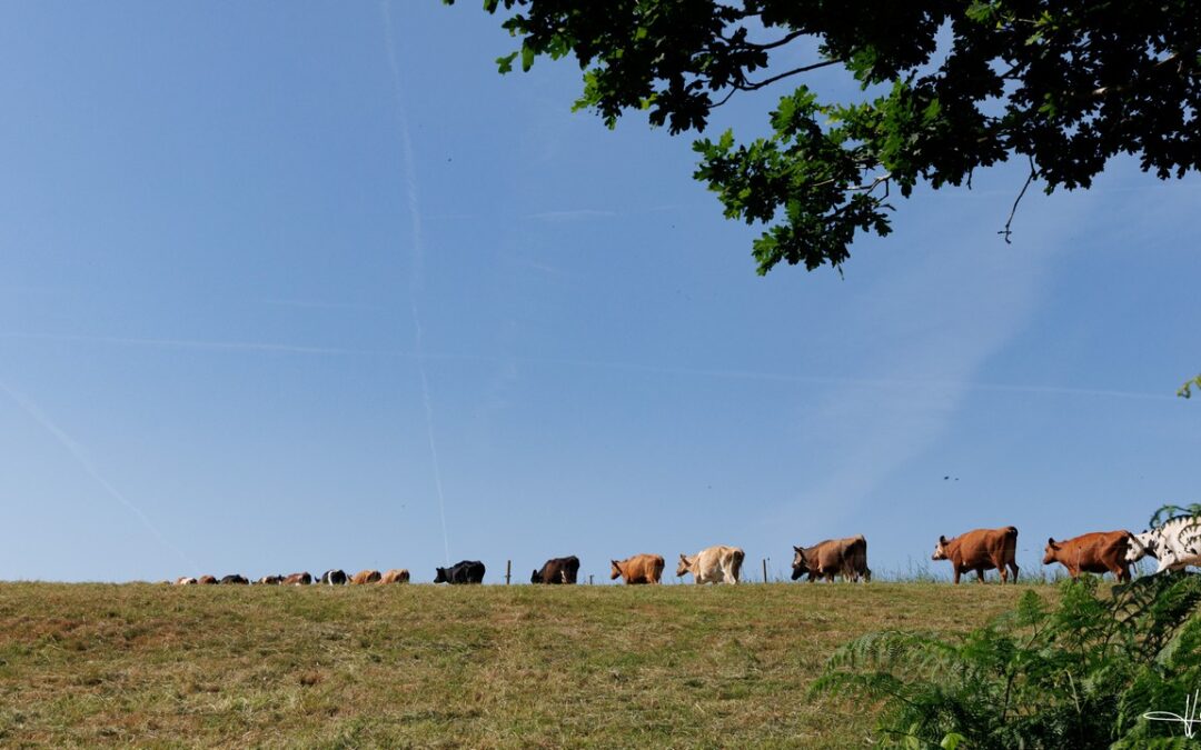 Lettre Bovine – Juillet 2026