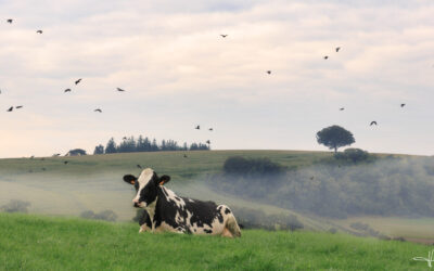 Lettre Bovine – Août 2026