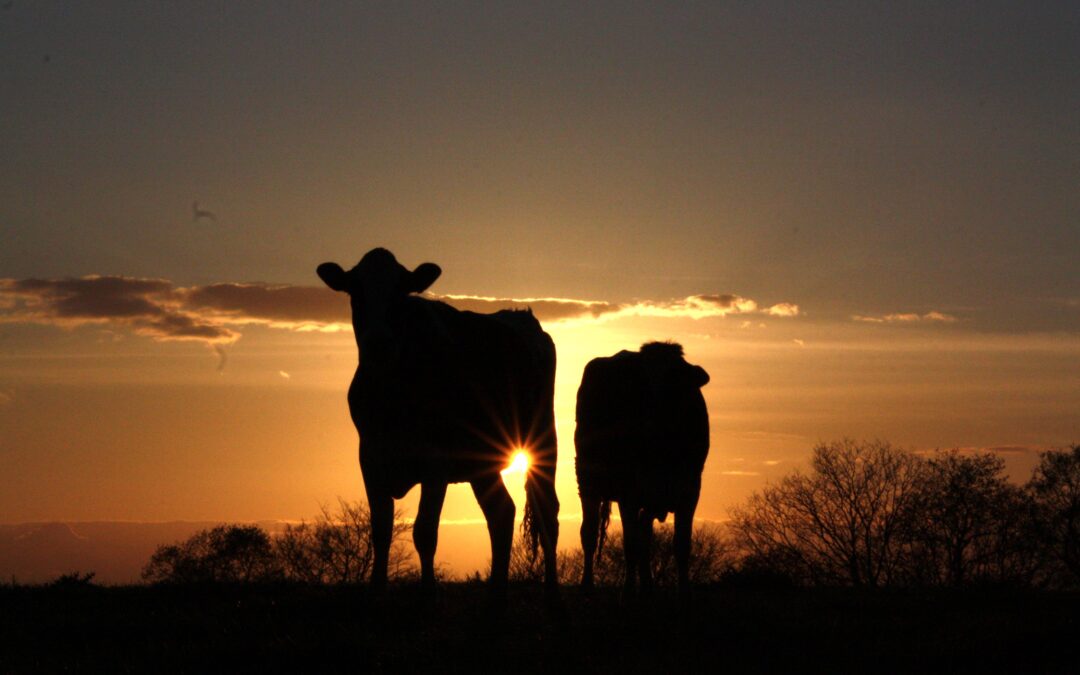 Lettre Bovine – Septembre 2026