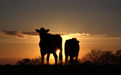 Lettre Bovine – Septembre 2026
