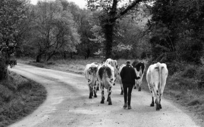 Lettre Bovine – Octobre 2026